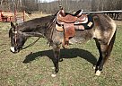 Quarter Horse - Horse for Sale in Wallingford, KY 41093 Quarter Horse - Horse for Sale in Wallingford, KY 41093