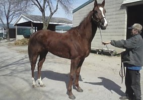 Thoroughbred (Thoroughbred, Gelding) in Columbus, OH
