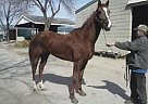 Thoroughbred - Horse for Sale in Columbus, OH 43123 Thoroughbred - Horse for Sale in Columbus, OH 43123