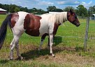 Paint - Horse for Sale in Bonifay, FL 32425