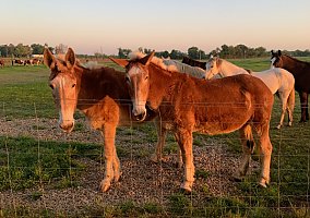 Draft (Percheron, Belgian, Clydesdale, Shire) (Draft (Percheron, Belgian, Clydesdale, Shire), Mare) in Valdosta, GA