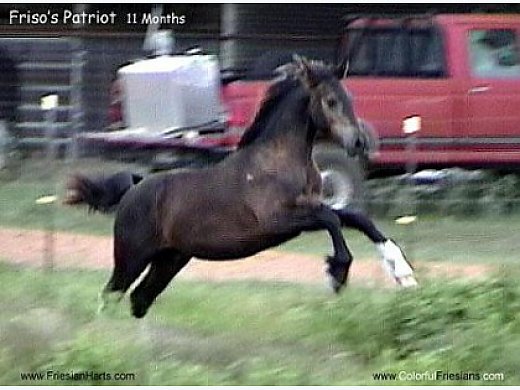 Black n White Friesian Cross Sport Horse