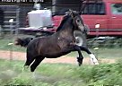 Friesian - Horse for Sale in Grand Prairie, TX 