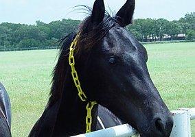 Friesian (Friesian, Stallion) in Grand Prairie, TX