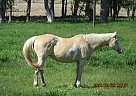 Nibbles - Mare in Frederick, SD Nibbles - Mare in Frederick, SD