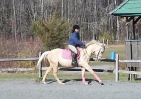 Quarter Horse (Quarter Horse, Mare) in Woodbury, CT