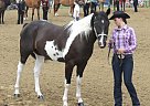 Flashy Black and White Pinto Pri... Pinto Gelding
