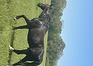 Friesian - Horse for Sale in , AR 71701