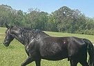 Friesian - Horse for Sale in , AR 71701