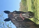 Friesian - Horse for Sale in , AR 71701