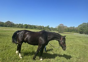 Friesian