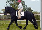 Friesian - Horse for Sale in Grand Prairie, TX 