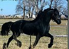 Friesian - Horse for Sale in Grand Prairie, TX 
