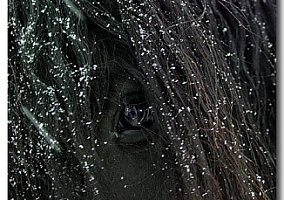 Friesian (Friesian, Stallion) in Grand Prairie, TX