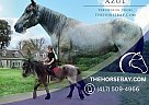 Percheron - Horse for Sale in Chesterfield, VA 23838