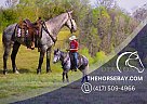 Percheron - Horse for Sale in Tompkinsville, KY 42166