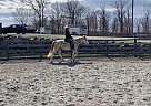 For Sale - Gelding in Newfoundland, NJ For Sale - Gelding in Newfoundland, NJ