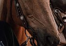 Saddlebred - Horse for Sale in Nanaimo, BC V9X1E5