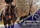 Quarter Horse - Horse for Sale in Michigan City, IN 46360