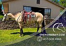 Quarter Horse - Horse for Sale in Fountain Inn, SC 29644