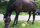 Paint Mare for Sale in Pittsburgh, Pennsylvania Paint Mare
