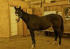 Paint - Horse for Sale in Port Colborne, ON L3K 2Y4 Paint - Horse for Sale in Port Colborne, ON L3K 2Y4