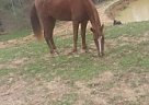 Saddle Mare Other Mare