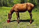 Quarter Horse - Horse for Sale in Ardmore, TN 38449