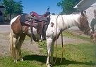 Paint Mare for Sale in Youngstown, Ohio Paint Mare for Sale in Youngstown, Ohio