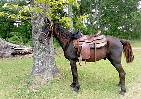 Tennessee Walking (Tennessee Walking, Gelding) in Valdosta, GA