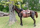Tennessee Walking - Horse for Sale in Valdosta, GA 31602
