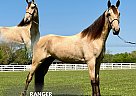 Tennessee Walking - Horse for Sale in , TN 37091