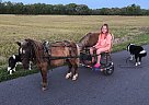 Patches - Gelding in Hazel, KY Patches - Gelding in Hazel, KY