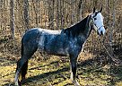 Enchantment - Mare in Rockholds, KY Enchantment - Mare in Rockholds, KY