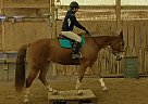 Belgian Draft - Horse for Sale in Port Colborne, ON L3K 2Y4 Belgian Draft - Horse for Sale in Port Colborne, ON L3K 2Y4
