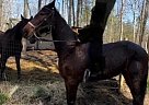 Other - Horse for Sale in Alloway, NJ 08079