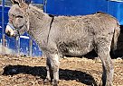 Donkey - Horse for Sale in Sebeka, MN 56477