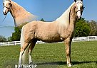 Tennessee Walking - Horse for Sale in , TN 37091