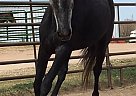 Andalusian - Horse for Sale in Colorado Springs, CO 80908