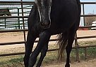 Andalusian - Horse for Sale in Colorado Springs, CO 80908 Andalusian - Horse for Sale in Colorado Springs, CO 80908