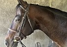 Quarter Horse - Horse for Sale in Bridgeport, TX 06831