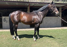 Quarter Horse (Quarter Horse, Stallion) in Bridgeport, TX