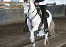 Paso Fino - Horse for Sale in Summerfield, FL 34491