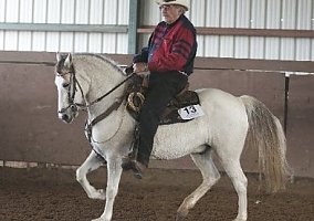 Paso Fino (Paso Fino, Gelding) in Summerfield, FL