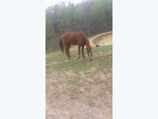 Saddle Mare