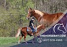 Tennessee Walking - Horse for Sale in Jamestown, KY 42629