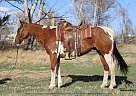 Paint - Horse for Sale in Carr, CO 80612