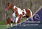 Spotted Saddle - Horse for Sale in Parkers Lake, KY 42634