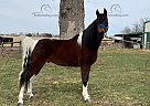 ACE - Gelding in Trafalgar, IN ACE - Gelding in Trafalgar, IN
