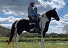 Cheyenne - Mare in Berea, KY Cheyenne - Mare in Berea, KY